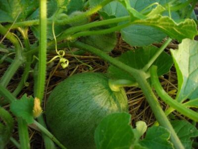 Growing Personal Size Melons Image